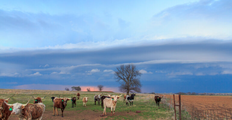 Cows and Shelf Cloud in Oklahoma