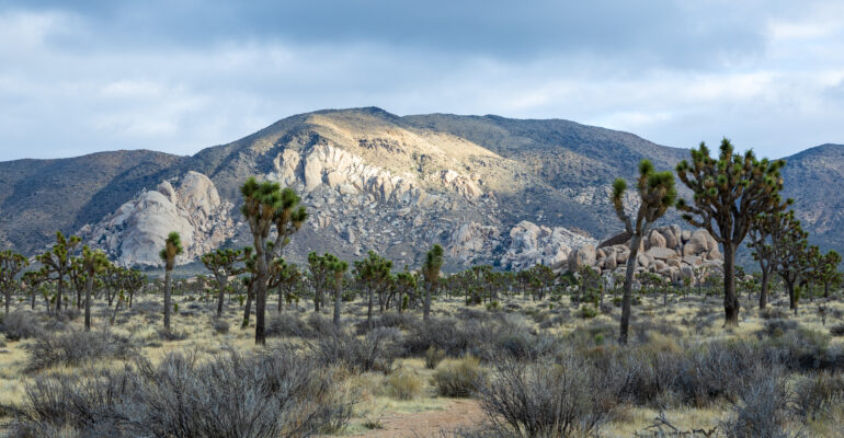 Joshua Tree National Park